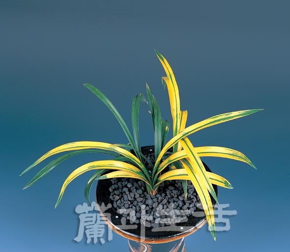 정일품(正一品) 이미지