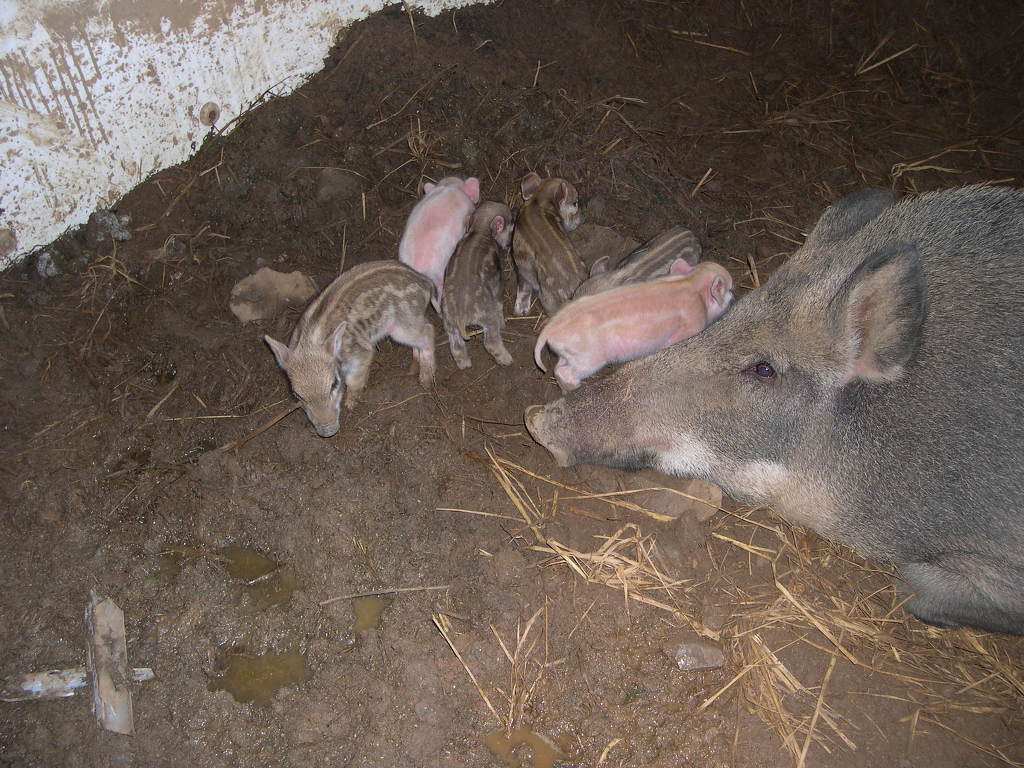복돼지 이미지