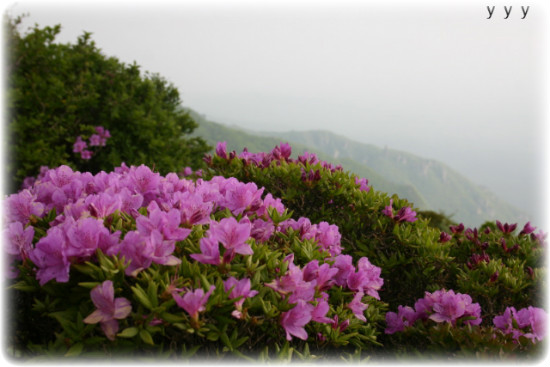 산유화 이미지