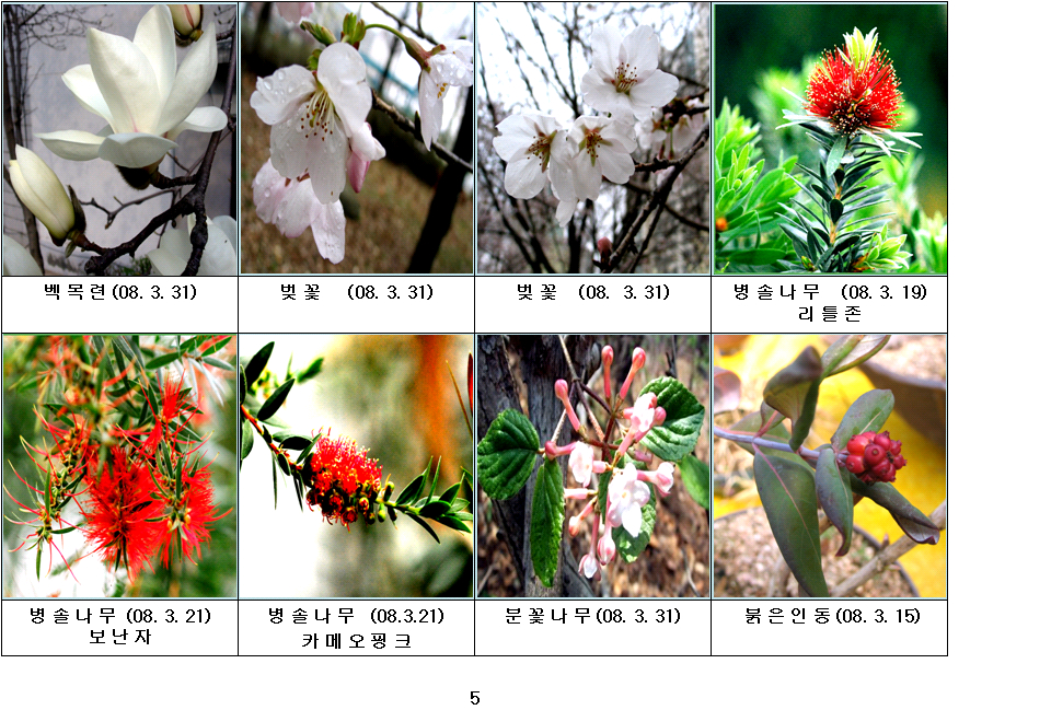 수목화 이미지