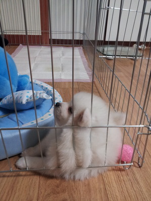 둥이 이미지