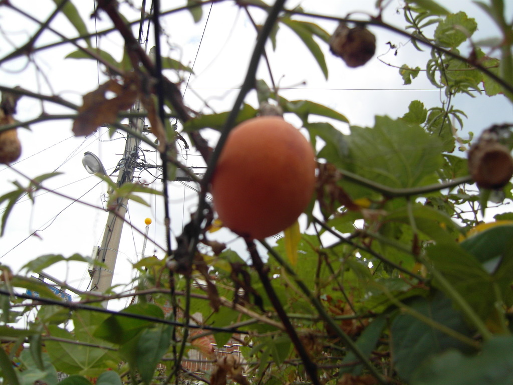 과일정원 이미지