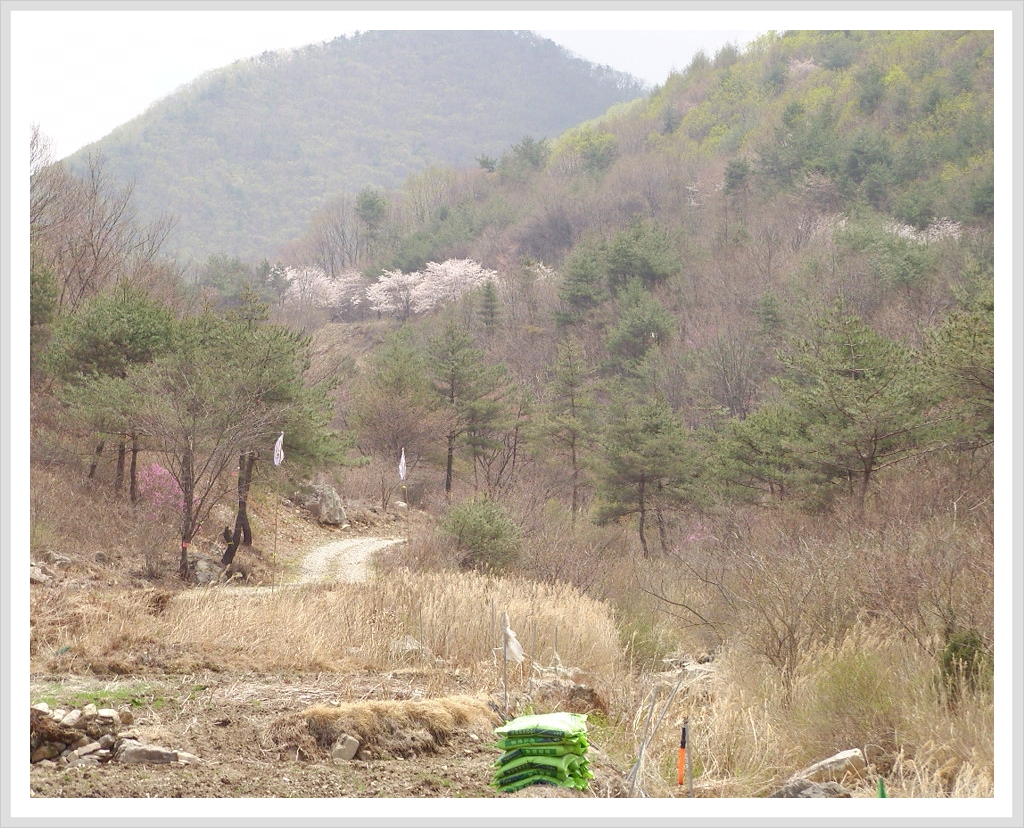 자진뱅이산벚꽃 이미지