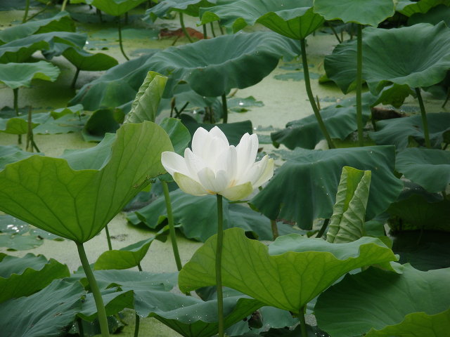 꽃피는봄 이미지
