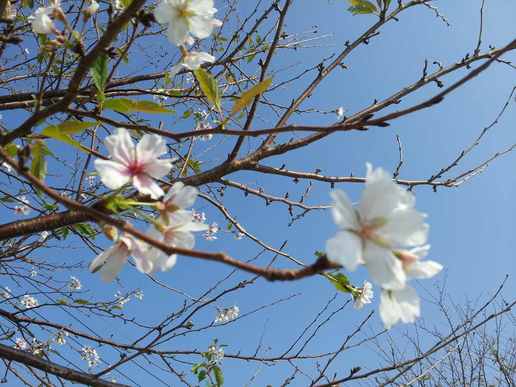 사옥도 이미지