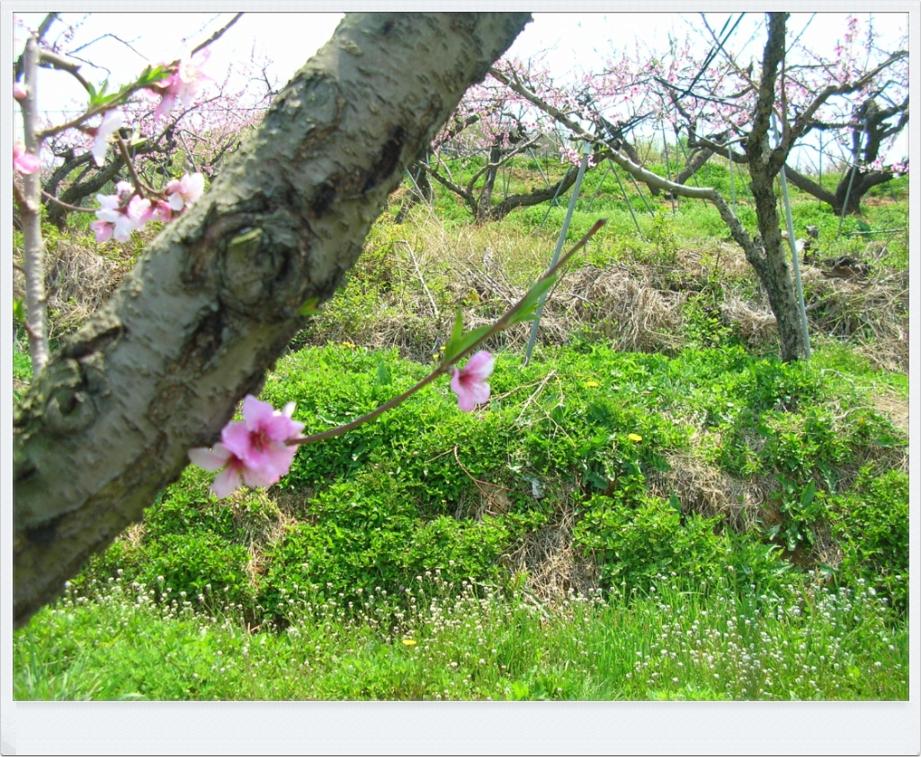 삼송농원 이미지