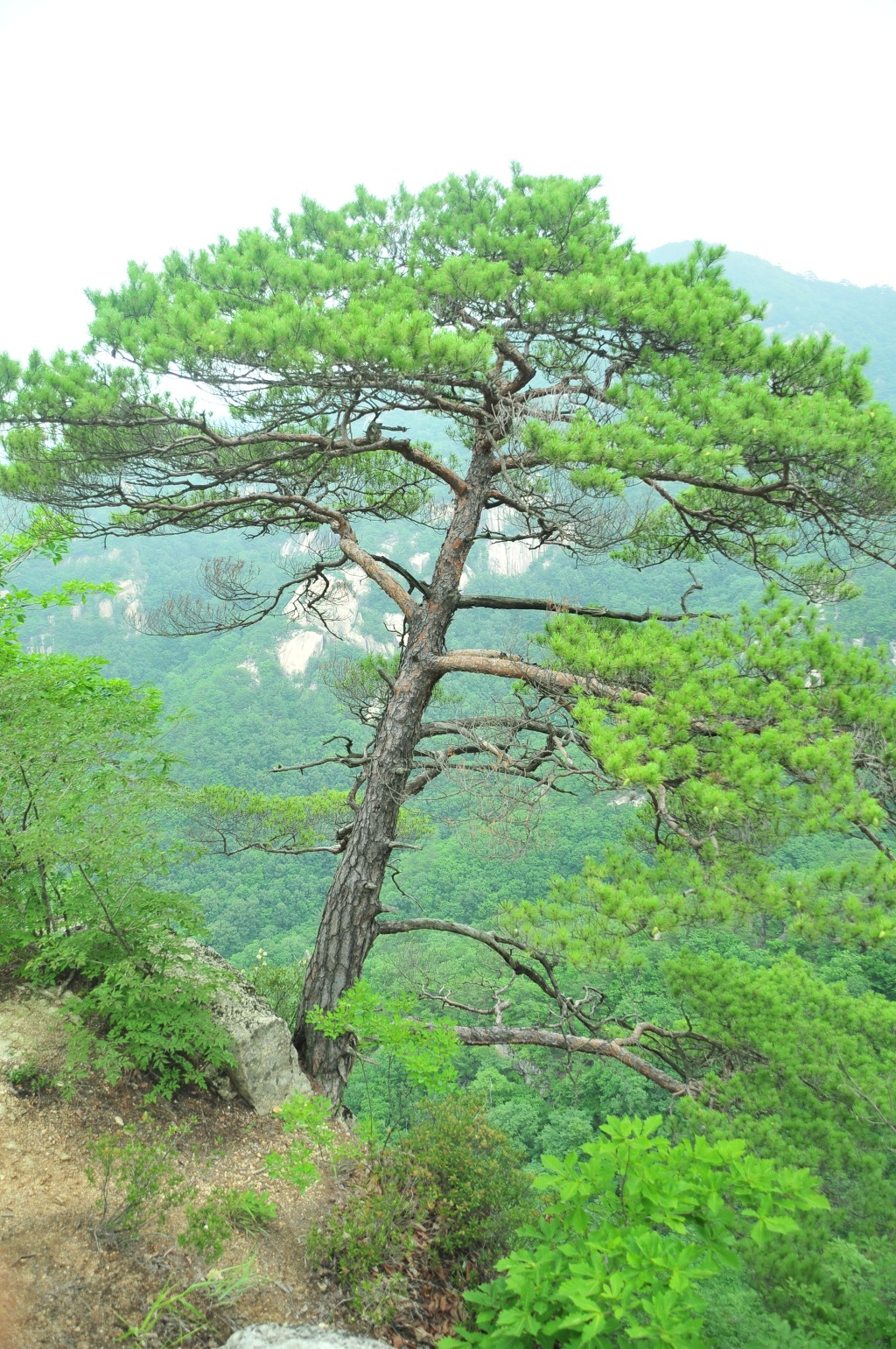 도락 이미지