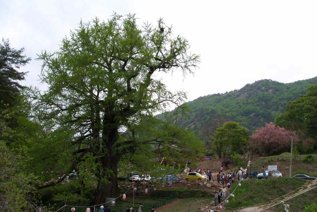 천태산 이미지