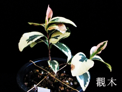 설록 이미지