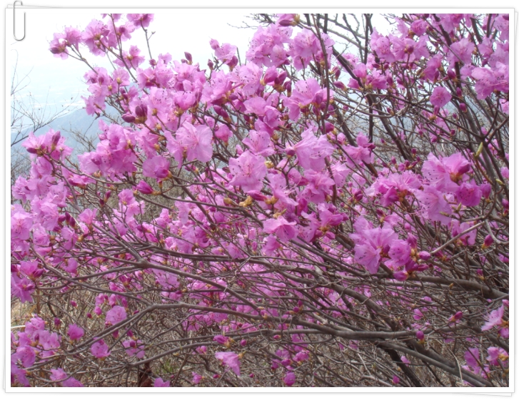 보담 이미지