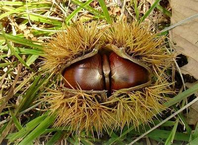 황실피부 이미지