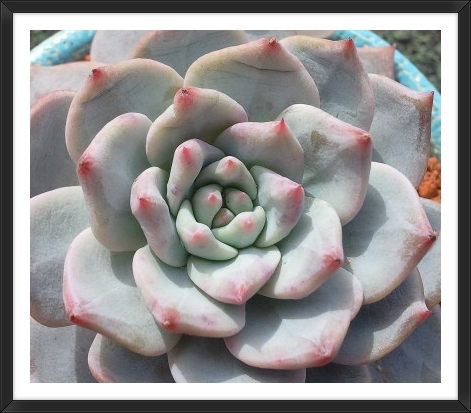 블루버드(Blue bird) 이미지