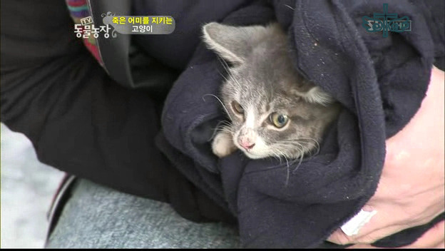 낭만고양이 이미지