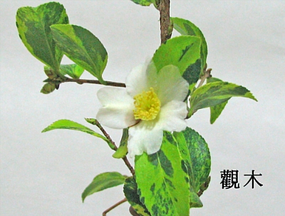십리향 이미지