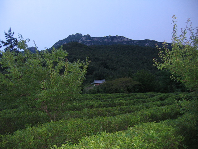 반야다원 이미지