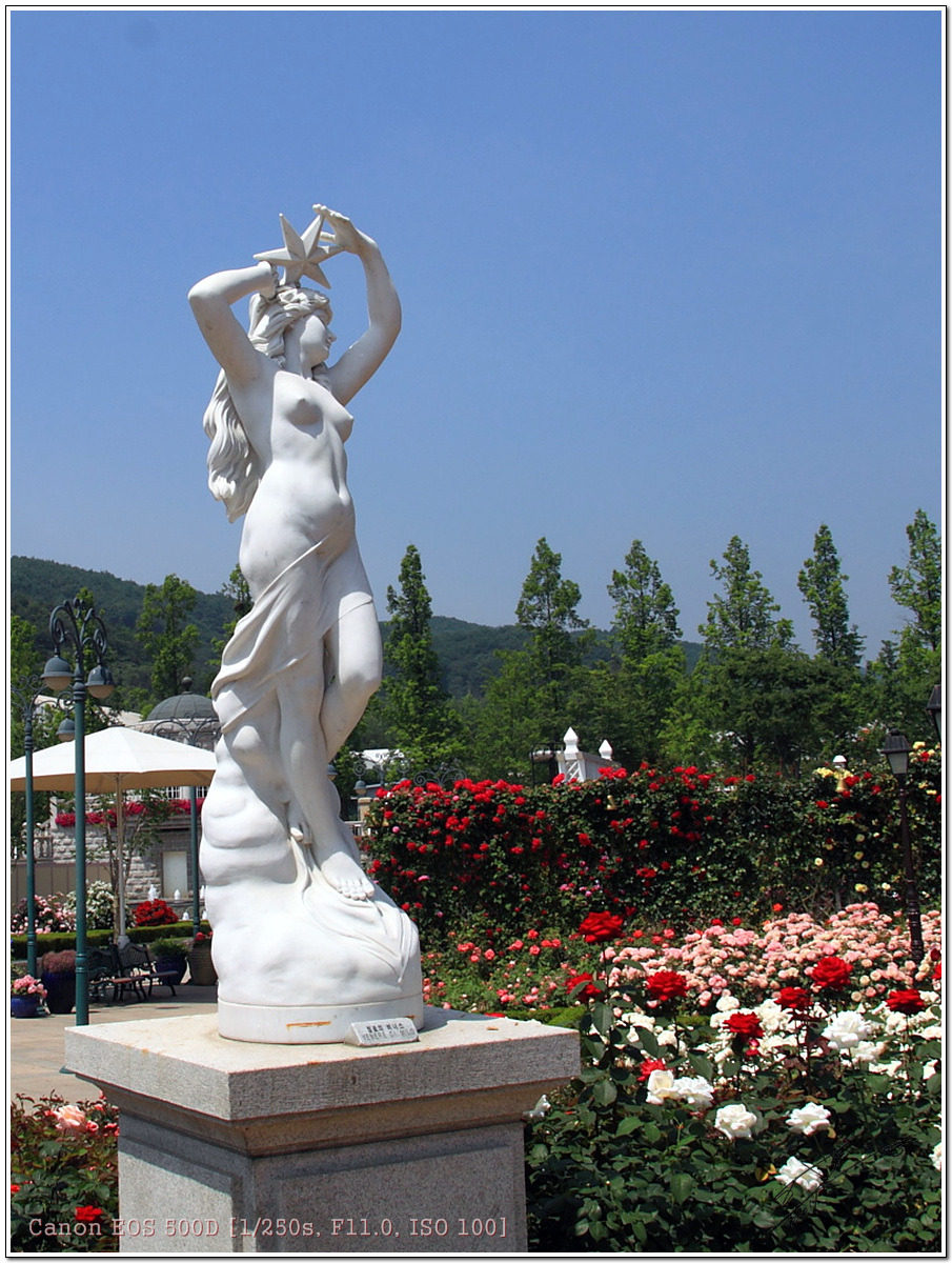 장미꽃화원 이미지