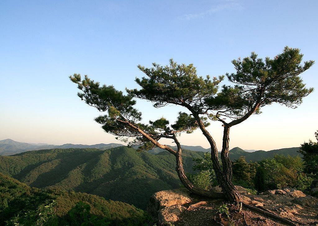 예쁜소나무 이미지