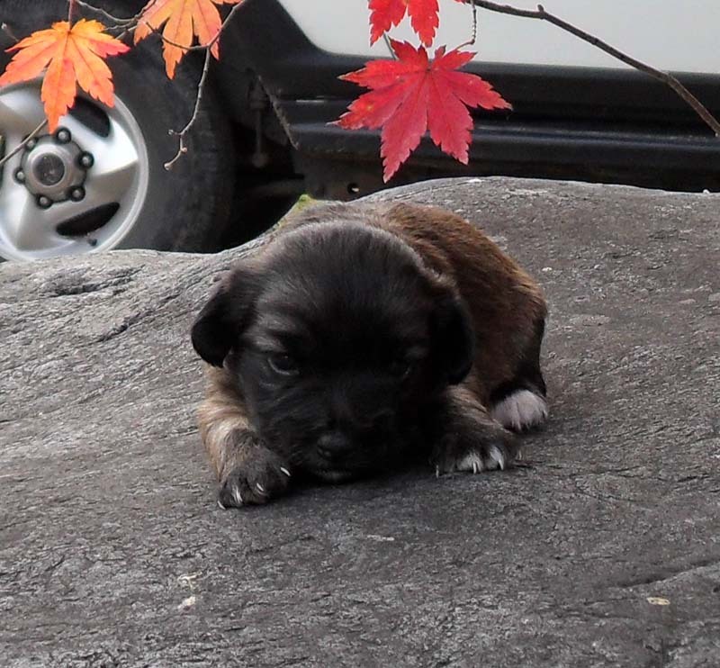 발교산산장 이미지