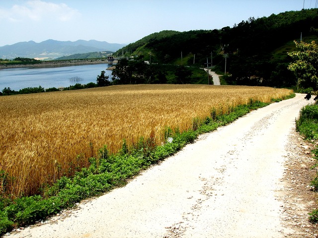 밀밭 이미지
