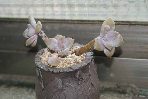 꽁이 이미지