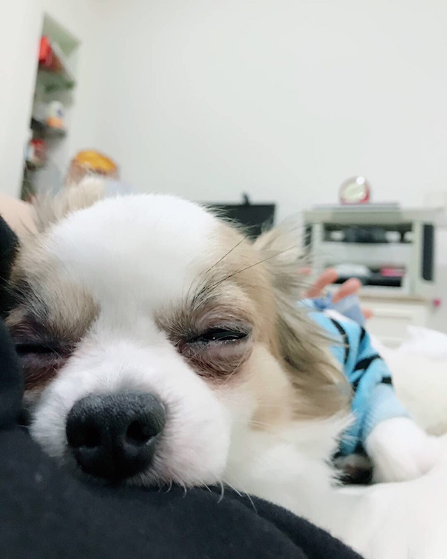 트와이스 인스타...아니 개스타 업데이트 사진(쯔위 본가 애완견) | 인스티즈