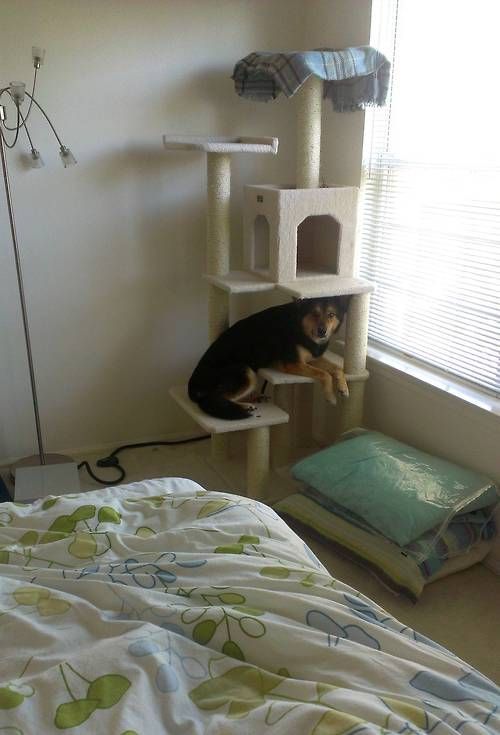 캣타워의 인기 | 인스티즈