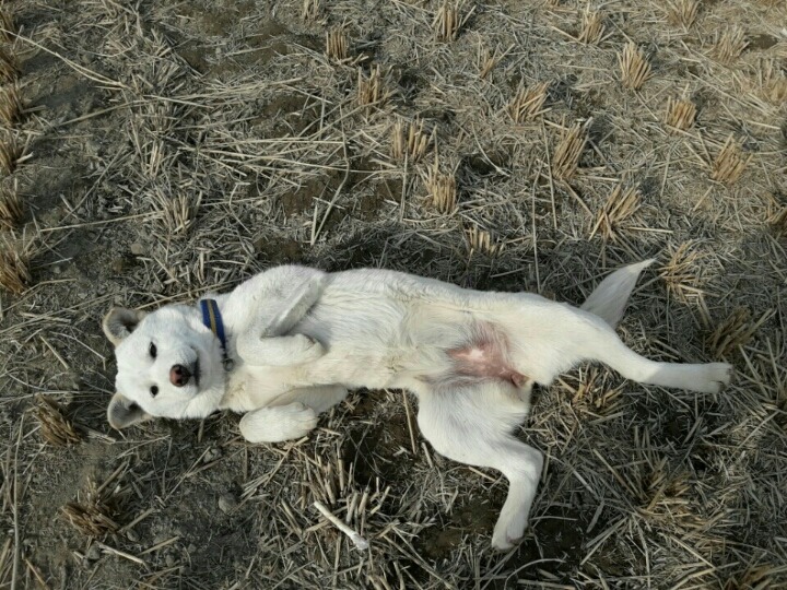 개소주가 되어 주인품으로 돌아온 매실이. 매실이는 이쁘고 영리하지만 겁도많은 소중한 가족이었습니다 | 인스티즈