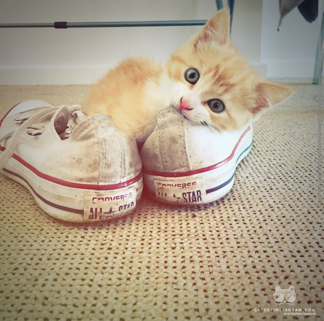 궁극의 귀여움 | 인스티즈