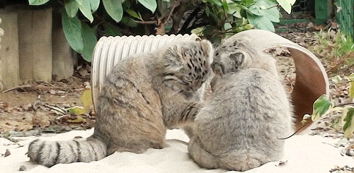  못생겼지만 귀여워! 티벳의 귀요미 마눌(Manul)고양이! | 인스티즈