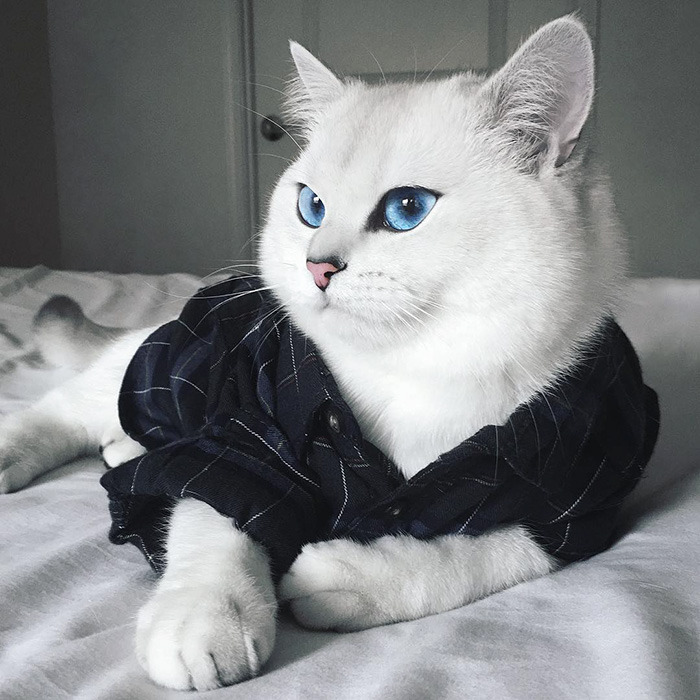눈이 정말 아름다운 냥이.jpg | 인스티즈