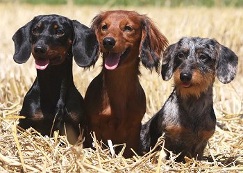 닥스훈트(DACHS HUND) 이미지