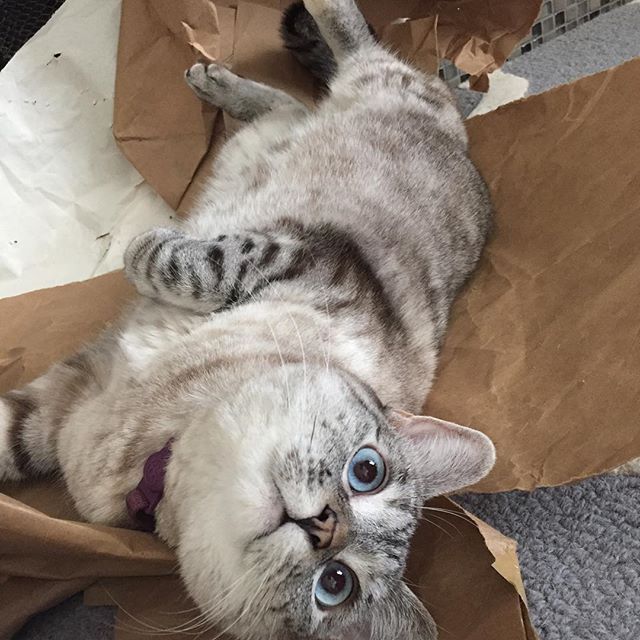 인스타 최고의 귀염둥이 냥냥이 nala | 인스티즈