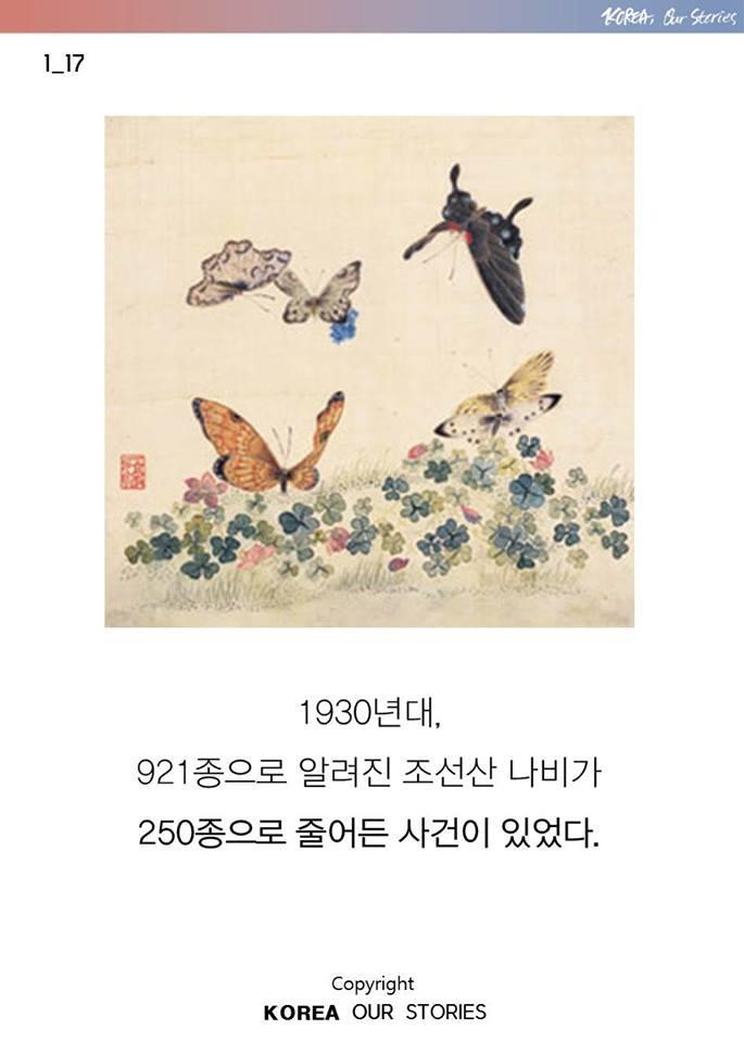 한국에서 나비가 사라졌다 | 인스티즈