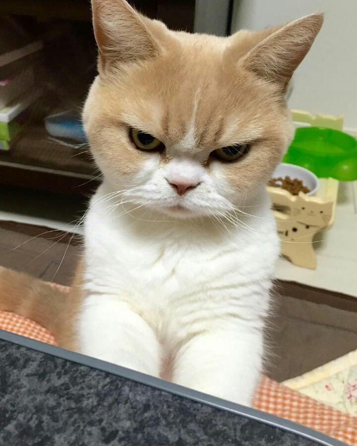 화가 난 고양이 | 인스티즈