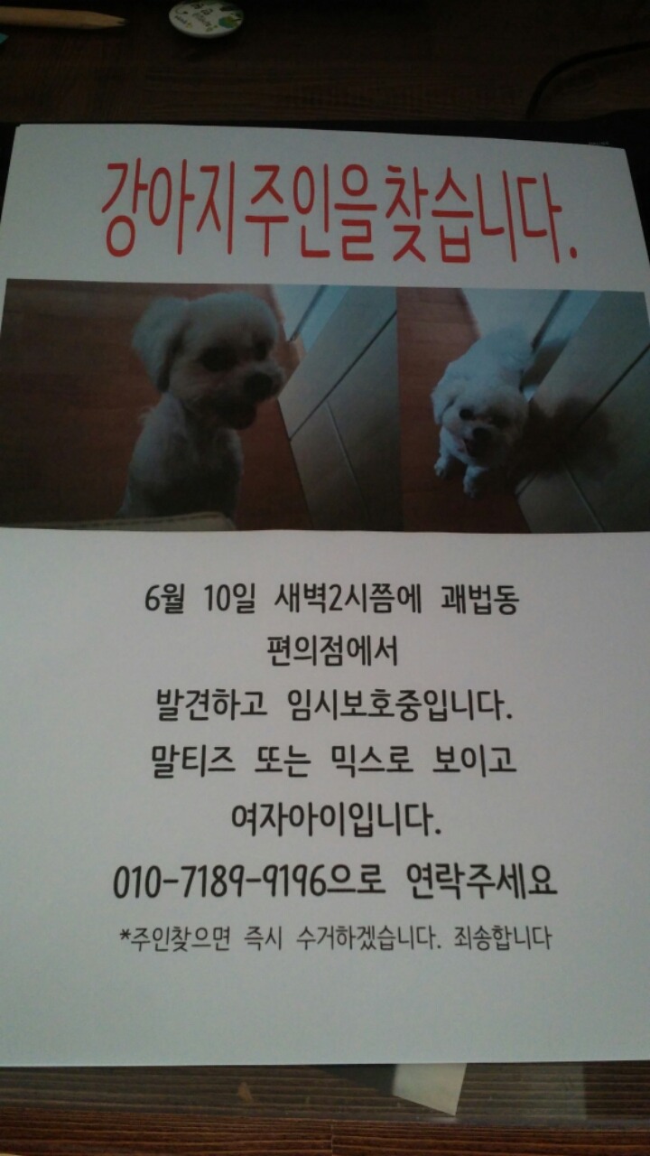 강아지 주인을 찾습니다 ㅠㅠ +내용추가 | 인스티즈
