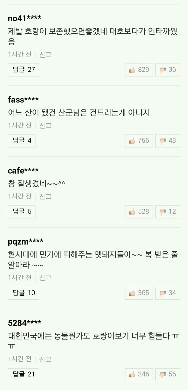 중국 동북지방서 야생 백두산호랑이 포착 | 인스티즈