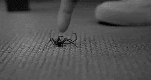 거미가 무서운 EU.gif | 인스티즈
