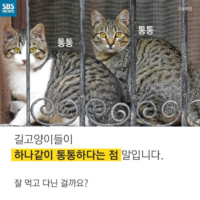 길고양이가 뚱뚱한 이유 | 인스티즈