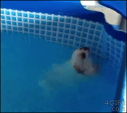 강아지.gif (심장주의) | 인스티즈