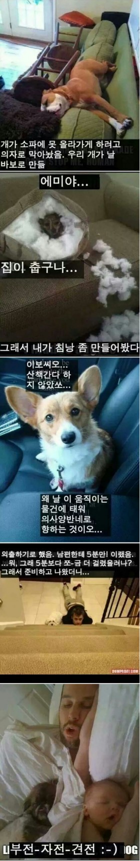 개 키우는 묘미 | 인스티즈
