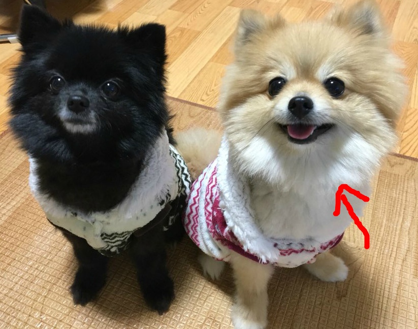 구리시/남양주시 사랑하는 동생을 잃어버렸습니다 한번만 눌러주세요 제발요.. | 인스티즈