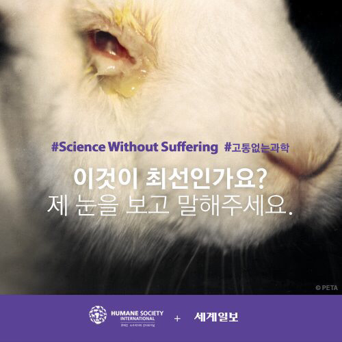[필수!] 동물실험반대서명 하고가세요!!! 당신의 한서명이 몇천 몇만마리의 동물들을 살립니다!!! 서명하고 하는일마다 잘풀리는 복받아가세요~!! | 인스티즈