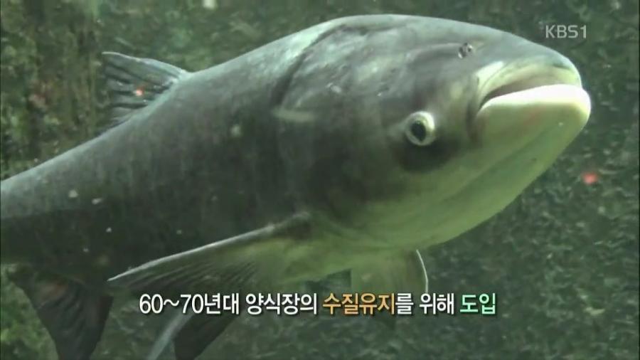 미국 전역을 장악한 아시아잉어의 역습.jpg | 인스티즈