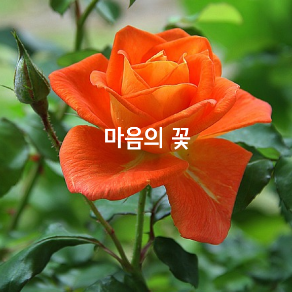 마음의꽃 이미지