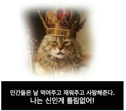 개와 고양이의 멘탈 차이... 저는 공감이 됩니다만...^^ | 인스티즈