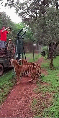 뛰어올라 먹이 낚아채는 호랑이.gif | 인스티즈