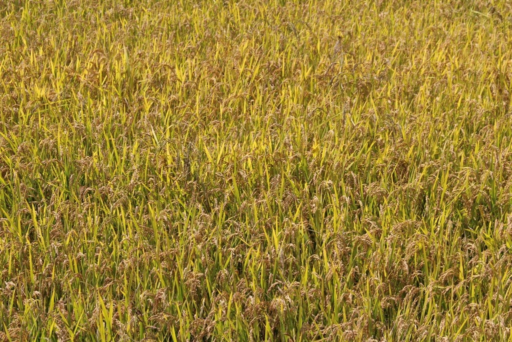 224EF53A5263C3FF03DA3E