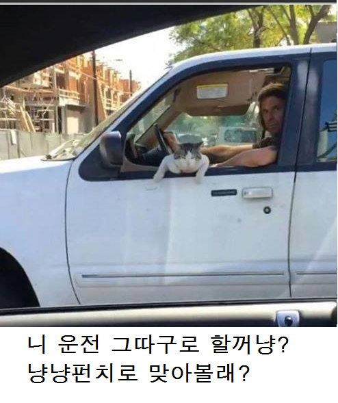 냥냥이 시리즈.jpg | 인스티즈