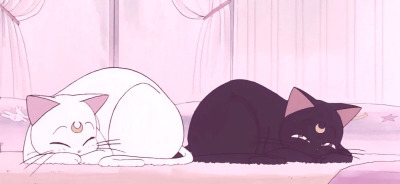 Tumblr : #cat #pink | 인스티즈