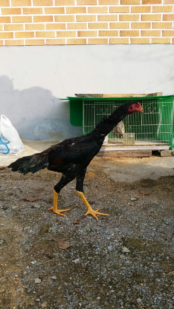 오늘의닭 이미지